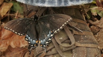 2007-04-02-butterfly9.JPG