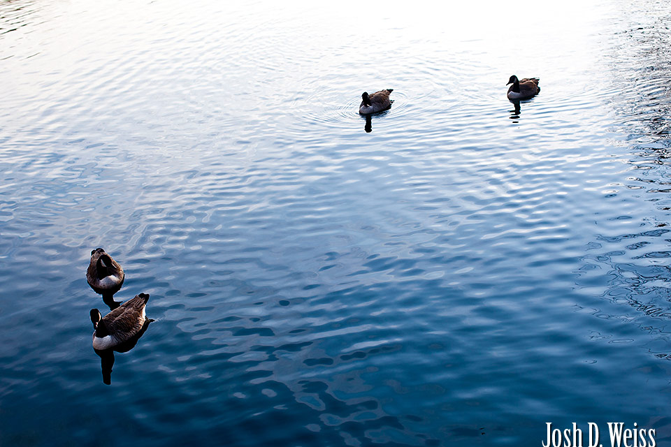 Piedmont Park ducks