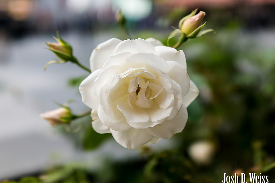160110_JDW_WalkAround_0034