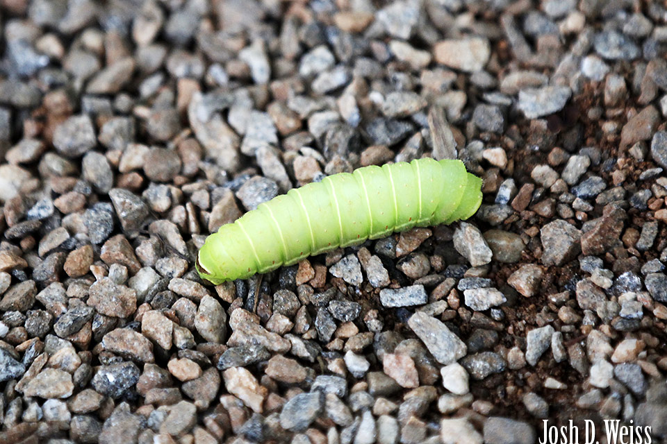 Camp Coleman: Caterpillar